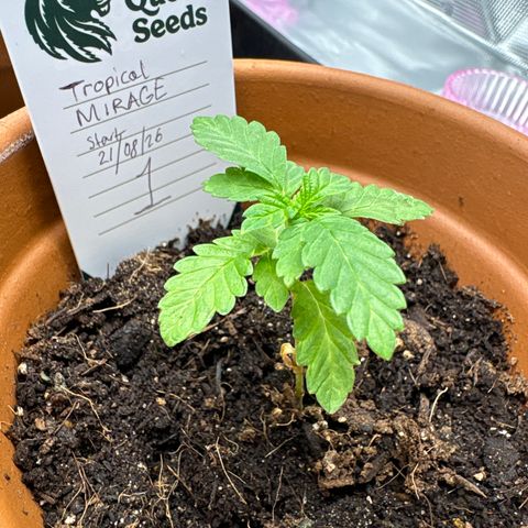 Tropical Mirage #1 growlog timeline photo