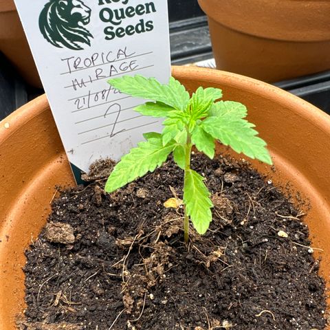Tropical Mirage #2 growlog timeline photo