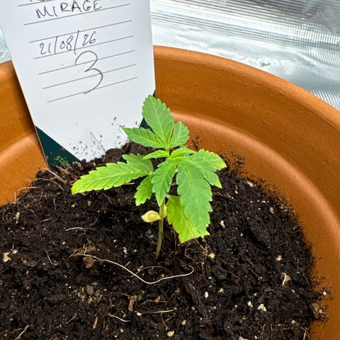 Tropical Mirage #3 growlog timeline photo
