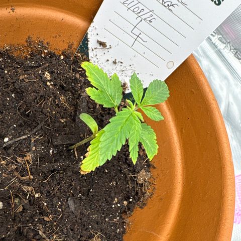 Tropical Mirage #4 growlog timeline photo