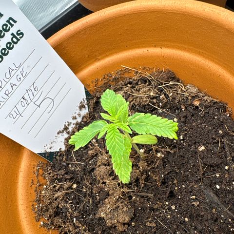 Tropical Mirage #5 growlog timeline photo