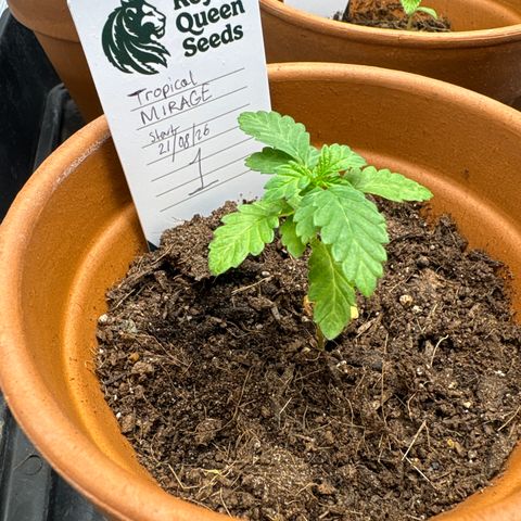 Tropical Mirage #1 growlog timeline photo