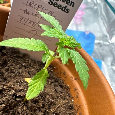 Tropical Mirage #2 growlog photo: Stem turning purple!