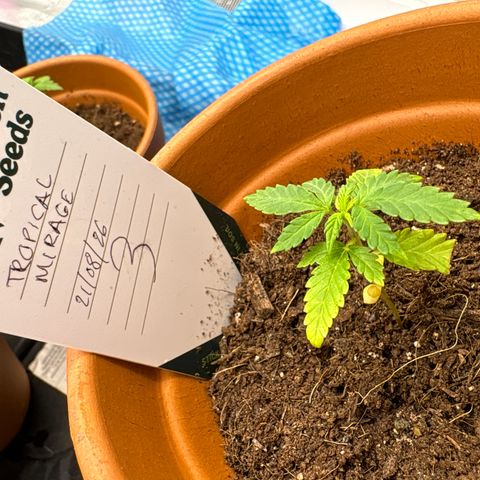 Tropical Mirage #3 growlog timeline photo