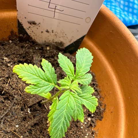 Tropical Mirage #4 growlog photo: First fan leaves fused together 
