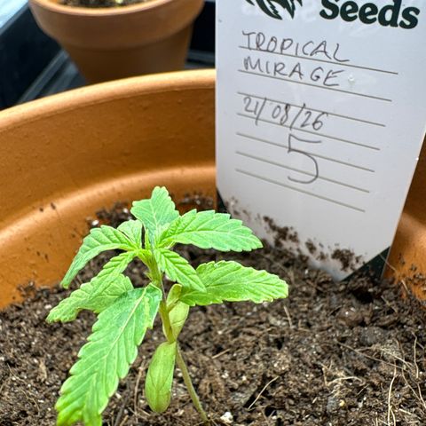 Tropical Mirage #5 growlog photo: Distorted leaf, also turning purple at stem