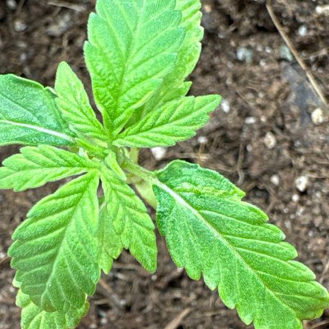 Tropical Mirage #5 growlog photo: Distorted leaf, also turning purple at stem
