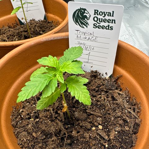 Tropical Mirage #1 growlog photo: Looking happy 