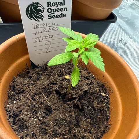 Tropical Mirage #2 growlog timeline photo