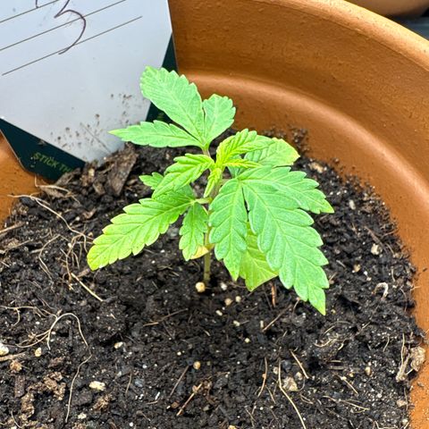Tropical Mirage #3 growlog timeline photo