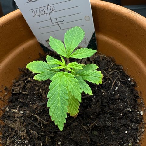 Tropical Mirage #4 growlog timeline photo