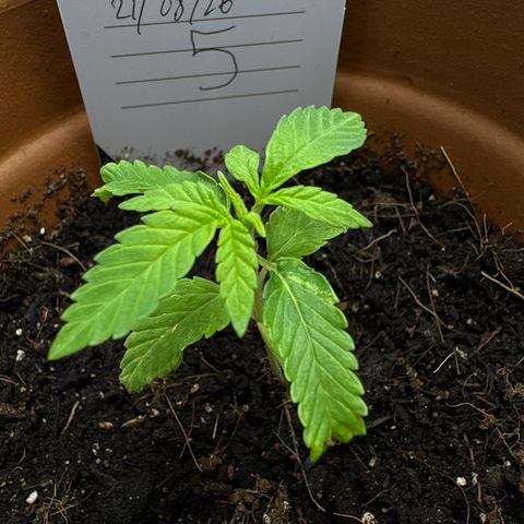 Tropical Mirage #5 growlog timeline photo