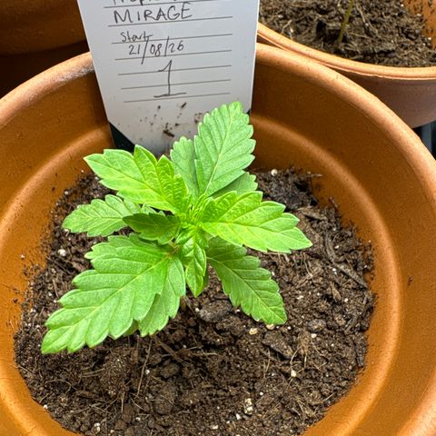 Tropical Mirage #1 growlog timeline photo