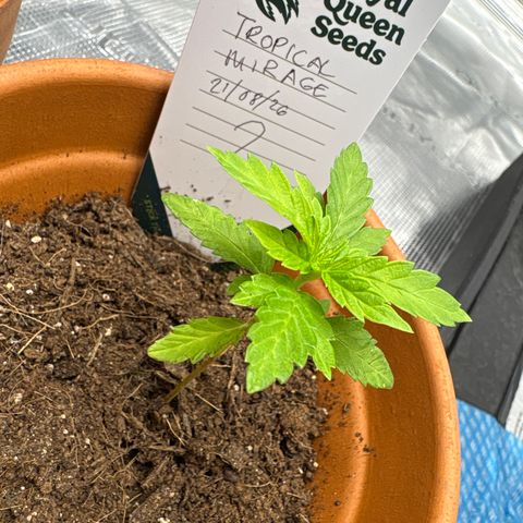 Tropical Mirage #2 growlog photo: They’re looking amazing 