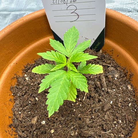 Tropical Mirage #3 growlog timeline photo