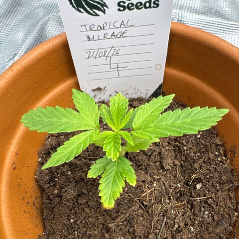 Tropical Mirage #4 growlog timeline photo
