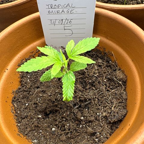 Tropical Mirage #5 growlog timeline photo