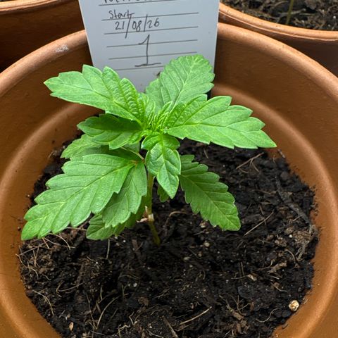 Tropical Mirage #1 growlog timeline photo