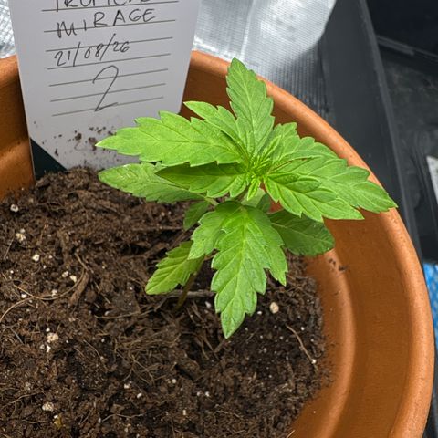 Tropical Mirage #2 growlog timeline photo