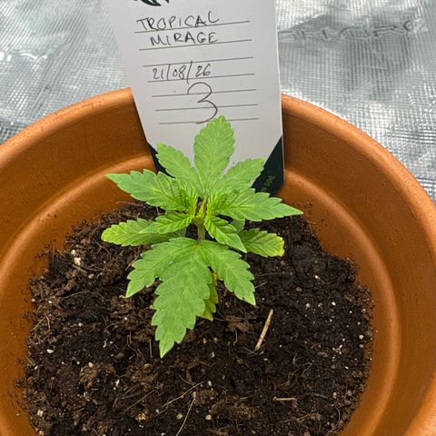 Tropical Mirage #3 growlog timeline photo