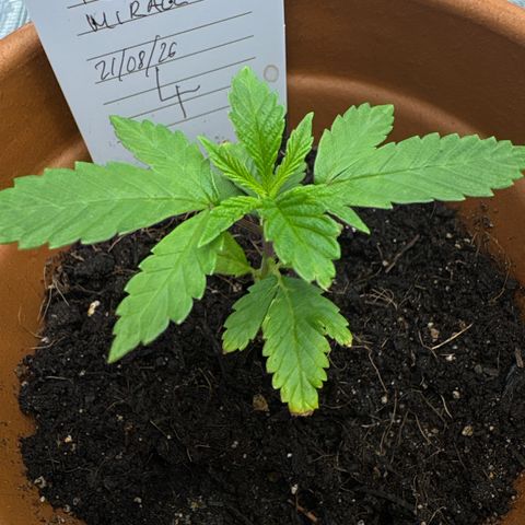 Tropical Mirage #4 growlog timeline photo