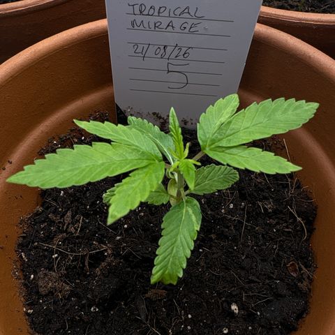 Tropical Mirage #5 growlog timeline photo