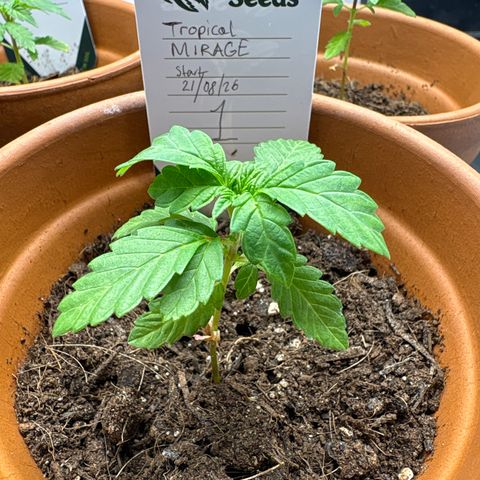 Tropical Mirage #1 growlog timeline photo