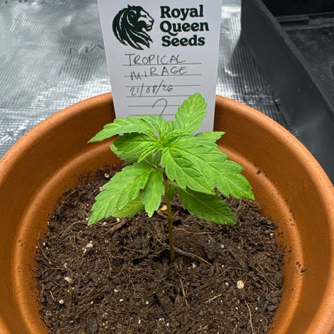Tropical Mirage #2 growlog timeline photo