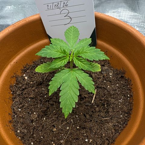 Tropical Mirage #3 growlog timeline photo