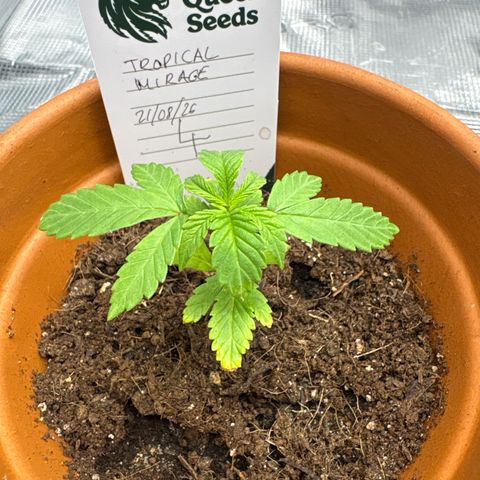 Tropical Mirage #4 growlog timeline photo