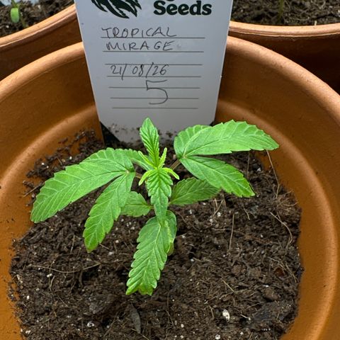 Tropical Mirage #5 growlog timeline photo