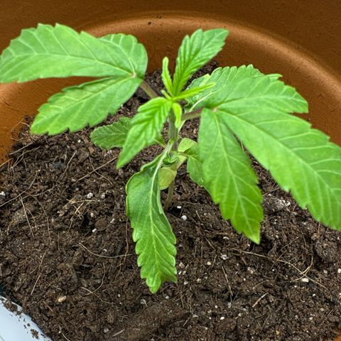 Tropical Mirage #5 growlog photo: Not sure what’s going on here