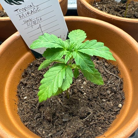 Tropical Mirage #1 growlog timeline photo