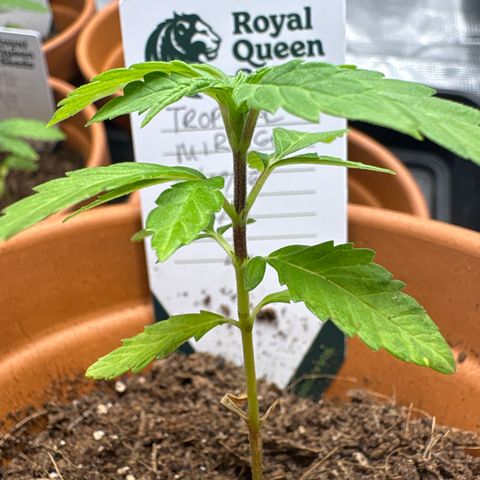 Tropical Mirage #2 growlog timeline photo