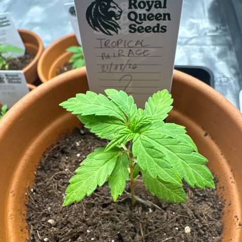 Tropical Mirage #2 growlog timeline photo