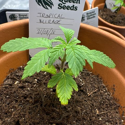 Tropical Mirage #4 growlog timeline photo