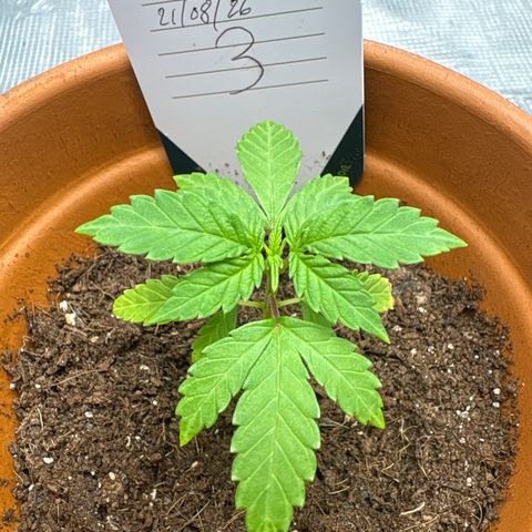 Tropical Mirage #3 growlog timeline photo