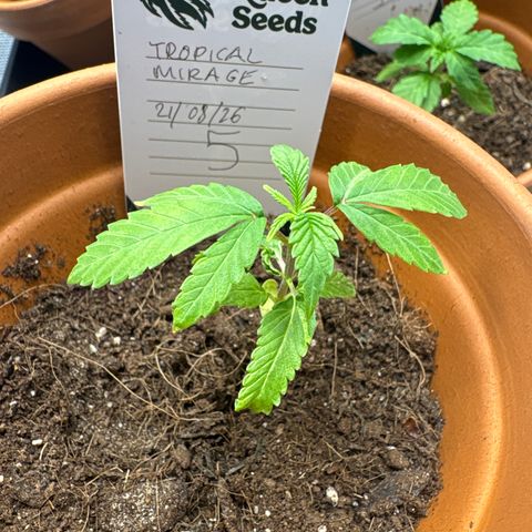 Tropical Mirage #5 growlog photo: Weird Leaf