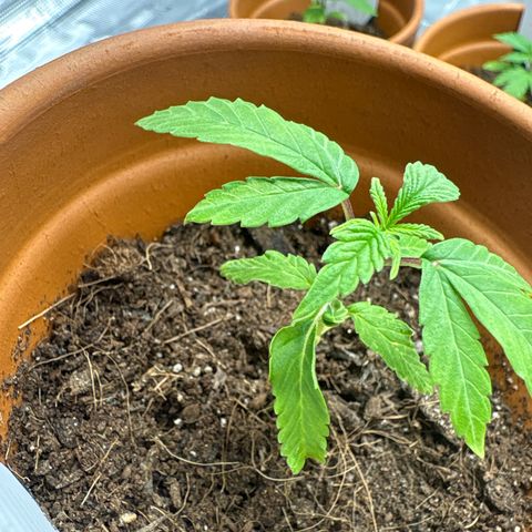 Tropical Mirage #5 growlog photo: Weird Leaf