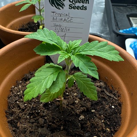 Tropical Mirage #1 growlog timeline photo