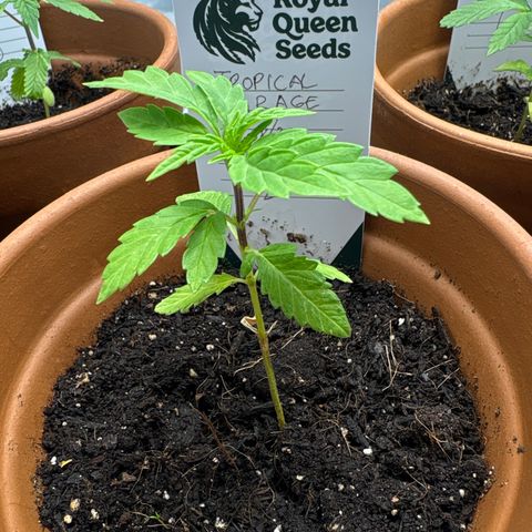 Tropical Mirage #2 growlog timeline photo