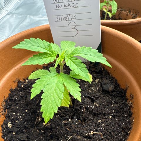 Tropical Mirage #3 growlog timeline photo