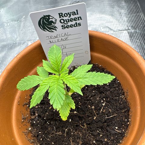 Tropical Mirage #4 growlog timeline photo