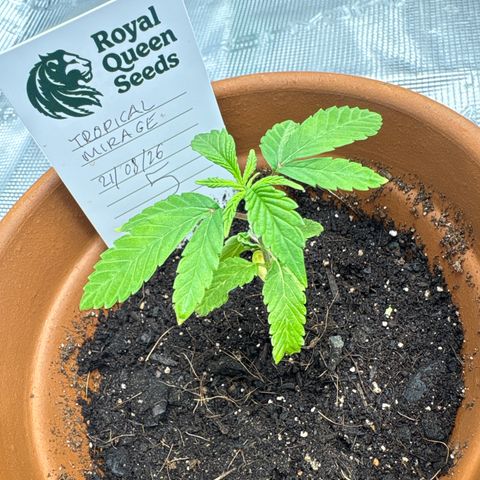 Tropical Mirage #5 growlog timeline photo