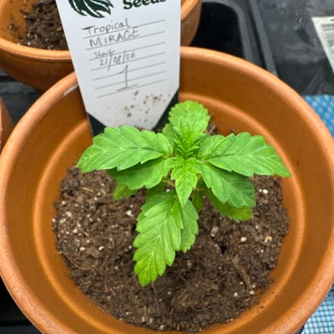 Tropical Mirage #1 growlog timeline photo