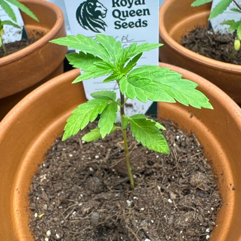 Tropical Mirage #2 growlog timeline photo