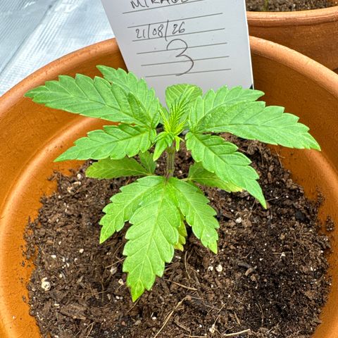 Tropical Mirage #3 growlog timeline photo