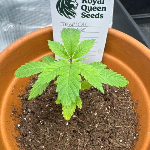 Tropical Mirage #4 growlog timeline photo