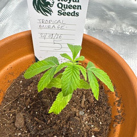 Tropical Mirage #5 growlog timeline photo