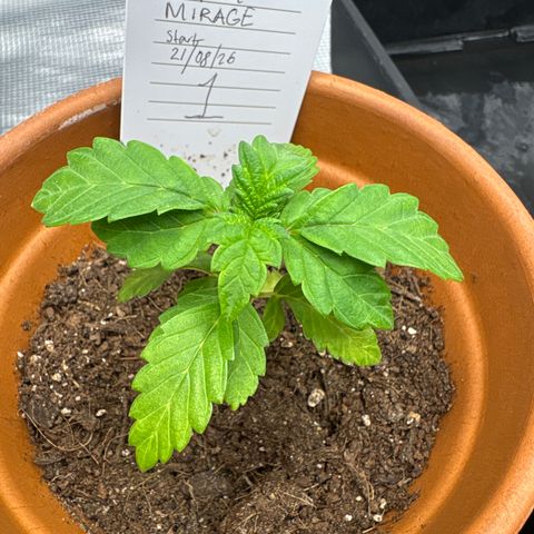Tropical Mirage #1 growlog timeline photo